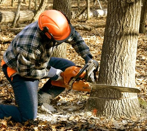 Tree Removal in Lebanon, VA
